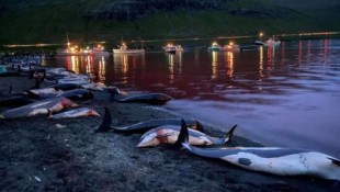 Matan más de 1.400 delfines en una sangrienta cacería anual en las islas Feroe