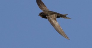 El vencejo común y otras aves pueden volar durante meses sin posarse