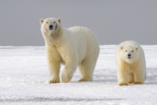 El incesto entre los osos polares del Ártico es ahora alarmantemente común debido al cambio climático [ENG]