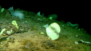 Descubiertas tres nuevas especies de esponjas en los montes submarinos del Canal de Mallorca