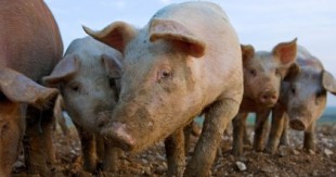 Cerdos listos para ser sacrificados y arrojados en contenedores debido a la escasez de personal en los mataderos (Eng.)