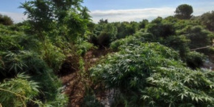 Mossos ordena destruir 15.000 plantas de cáñamo al sospechar que es marihuana