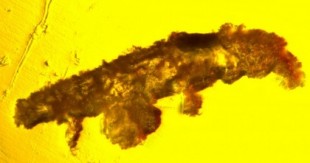 Descubren un tardígrado conservado en ámbar desde hace 16 millones de años