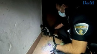 La Policía de Palma captura a un chihuahua agresivo en una finca de Corea