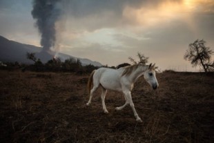Empresas de La Palma alimentan con drones a los animales aislados por la lava en Todoque