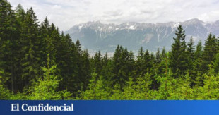 Diez provincias y 2,5 millones de árboles: arranca la mayor campaña de reforestación de España