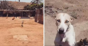 Perro ciego de un refugio corre emocionado cuando reconoce la voz del hombre que lo salvó