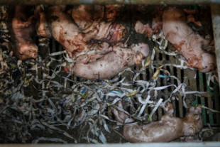 Así es la cruel vida de los cerdos en una granja de El Pozo, la más contaminante de España