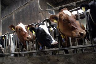 Tenemos una solución muy sencilla a nuestras emisiones de metano: dar de comer algas a las vacas