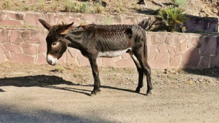 Mueren diez de los 50 burros ‘antiincendios’ del Desert de les Palmes