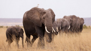 Un elefante pisotea hasta la muerte a un supuesto cazador furtivo y salva a su manada