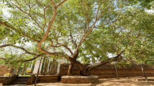 La higuera sagrada de Anuradhapura, el árbol más antiguo plantado por el hombre