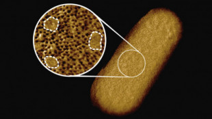 Las imágenes más nítidas jamás obtenidas de bacterias vivas