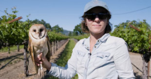 Los viticultores de California cambian los pesticidas por lechuzas y búhos