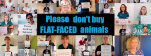 Veterinarios europeos lanzan una campaña contra la compra de animales braquicéfalos