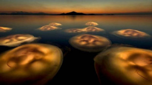 Una imagen de medusas en el Mar Menor, mejor fotografía europea de naturaleza 2021