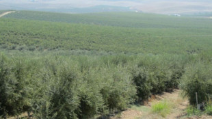 Recogida nocturna del olivar y muertes de pájaros