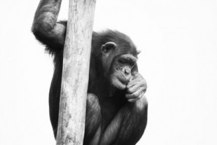 La nefasta moda de los chimpancés como mascotas