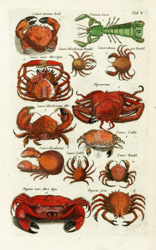 Crustáceos: conceptos básicos