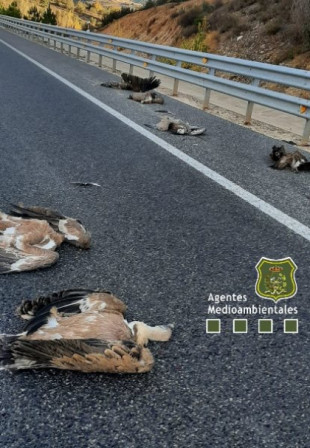 Atropellados seis buitres leonados en la SO-20 cerca de Los Rábanos (Soria)