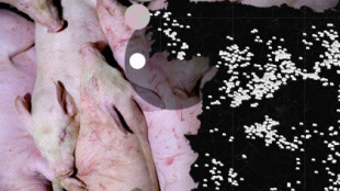 El mapa de las macrogranjas de porcino en España