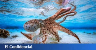 Los científicos alertan del peligro de la idea española de criar pulpos en piscifactorías