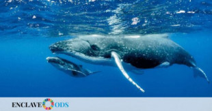 Ampliar la protección de las ballenas en el Mediterráneo: les amenazan colisiones con barcos y ruido submarino