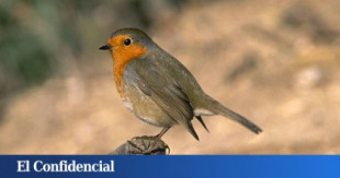 Las aves más comunes están sufriendo un fuerte declive en Europa