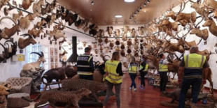 El cazador al que han requisado 49 animales disecados valora su colección en decenas de millones de euros