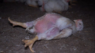 Aves devoradas por larvas y cadáveres descompuestos: las duras imágenes de la mayor granja de pollos en Francia