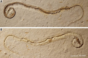 El fósil de serpiente de cuatro patas que se cree que es el eslabón perdido acaba de ser desacreditado