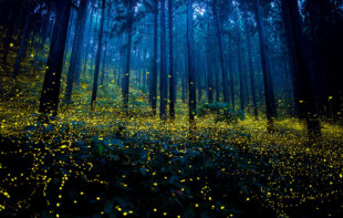 Fotografiar el magnífico fenómeno de las luciérnagas de verano en Japón [ENG]