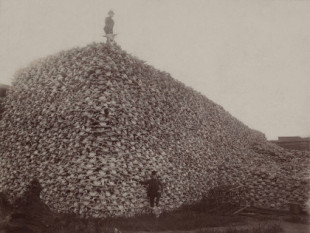 Masacre de bisontes americanos, cuando la acción del hombre contra la naturaleza se convierte en «terrorismo»