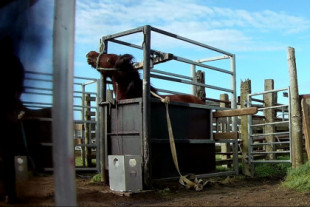 Granjas de sangre: la cruel industria que explota yeguas preñadas para aumentar la producción de cerdos