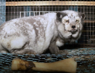 Autoamputaciones y deformidades: revelan la horrible vida de los zorros en una granja de pieles en Finlandia