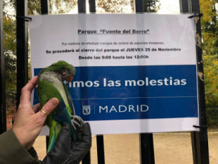 Madrid contrata a una empresa para que mate a tiros a las cotorras