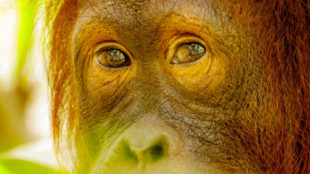 Vídeo: un orangután de Borneo devorando a un loris perezoso