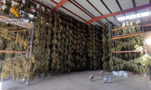 Desarticulan una organización dedicada al cultivo de cannabis, con 8.000 plantas en dos fincas