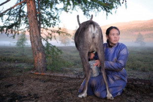 La respuesta a la intolerancia a la lactosa podría estar en Mongolia [en]