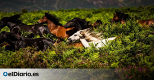 El negocio de los ladrones de caballos en Galicia: carne equina para el mercado negro