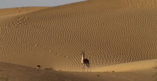 Thar: la fauna del desierto más desconocido