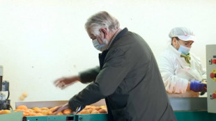 Miguel Pozo, el agricultor que acabó con los intermediarios: "O lo hacía yo todo o arrancaba los naranjos"