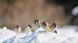 Cómo ayudar a las aves durante el frío
