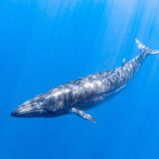 Una ballena puede consumir más de tres millones de microplásticos cada día