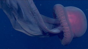 Avistan una 'medusa fantasma' gigante  a 1.000 metros de profundidad en California