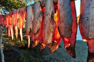 Este investigador lleva 15 años envenenando un lago con mercurio para ver qué pasa con los peces que viven dentro: ahora, por fin, tiene una respuesta