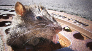 "Si comes aquí, estás cenando con ratas": la plaga de roedores en Nueva York por las terrazas de los restaurantes