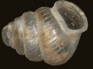 Caracol transparente recién descubierto en cuevas de la Península Ibérica