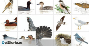Alerta roja para las aves: casi cien especies españolas están en riesgo de desaparecer