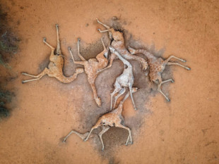 La desgarradora foto de 6 jirafas muertas en Kenia, víctimas de una prolongada sequía